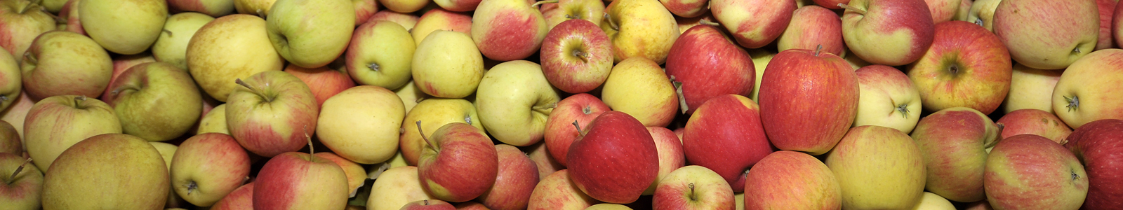 Rote und gelbe Äpfel © Dienstleistungszentren Ländlicher Raum